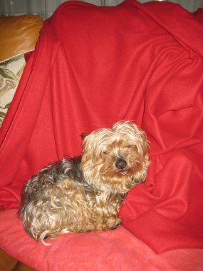 Evdeki kırmızı kapakta uyuyan küçük pislik.