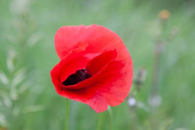 Güneşli bir günde çayırdaki kırmızı çiçek.