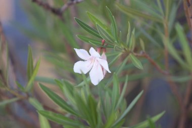 Odaklanmamış arkaplanı olan renkli çiçek