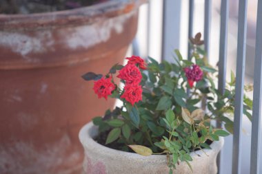 Odaklanmamış arkaplanı olan renkli çiçek