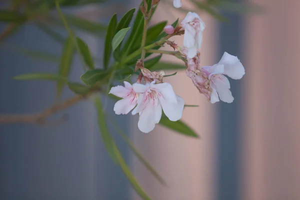 Odaklanmamış arkaplanı olan renkli çiçek