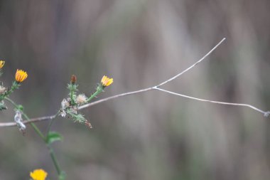 Odaklanmamış bir geçmişi olan bir çayırda çiçekler.