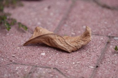 Kaldırımda kahverengi yaprak