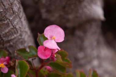 bir çayırda Pembe çiçek