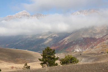 Sonbaharda orman sarı ve kahverengi yapraklarla