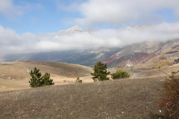 Sonbaharda orman sarı ve kahverengi yapraklarla