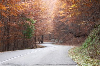 Sonbaharda sokağın kenarında ağaçlar var.