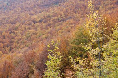 Sonbaharda orman sarı ve kahverengi yapraklarla