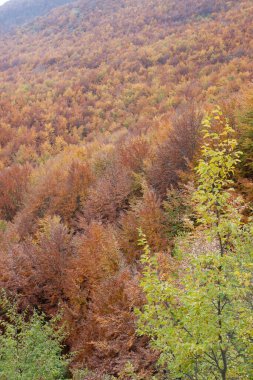 Sonbaharda sokağın kenarında ağaçlar var.