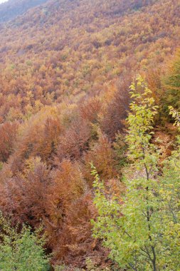 Sonbaharda sokağın kenarında ağaçlar var.