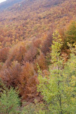 Sonbaharda sokağın kenarında ağaçlar var.