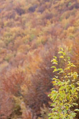 Sonbaharda orman sarı ve kahverengi yapraklarla