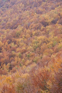 Sonbaharda orman sarı ve kahverengi yapraklarla