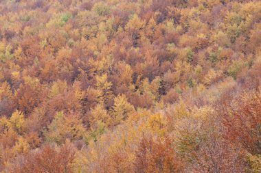 Sonbaharda orman sarı ve kahverengi yapraklarla