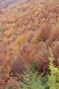 Sonbaharda orman sarı ve kahverengi yapraklarla