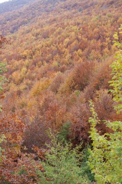 Sonbaharda orman sarı ve kahverengi yapraklarla