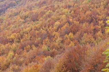 Sonbaharda orman sarı ve kahverengi yapraklarla