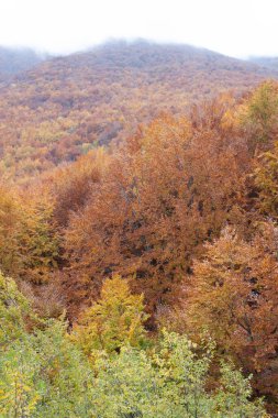 Sonbaharda orman sarı ve kahverengi yapraklarla
