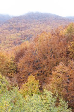 Sonbaharda orman sarı ve kahverengi yapraklarla