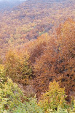 Sonbaharda orman sarı ve kahverengi yapraklarla