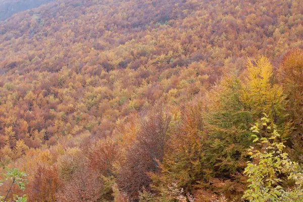 Sonbaharda orman sarı ve kahverengi yapraklarla