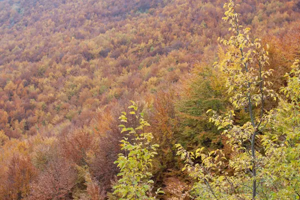 Sonbaharda orman sarı ve kahverengi yapraklarla