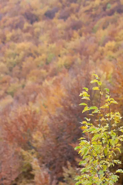 Sonbaharda orman sarı ve kahverengi yapraklarla