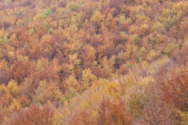 Sonbaharda orman sarı ve kahverengi yapraklarla