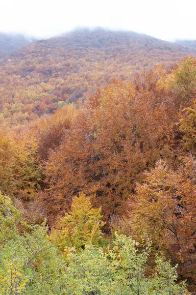 Sonbaharda orman sarı ve kahverengi yapraklarla