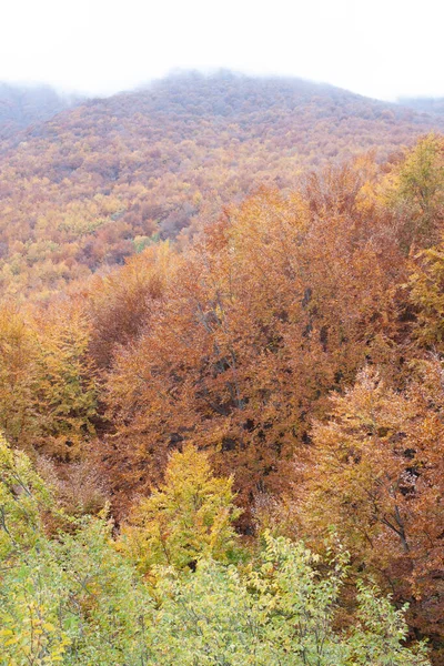 Sonbaharda orman sarı ve kahverengi yapraklarla