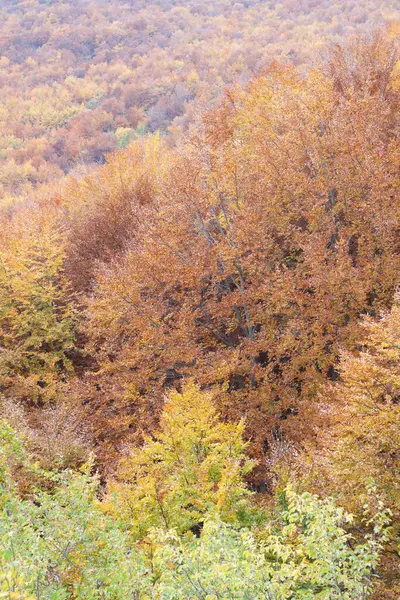 Sonbaharda orman sarı ve kahverengi yapraklarla