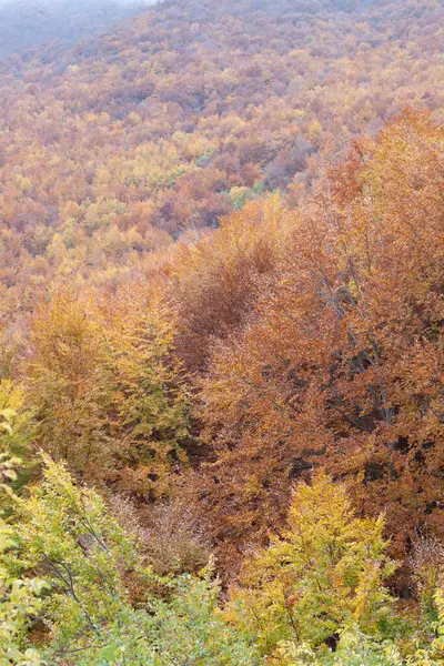 Sonbaharda orman sarı ve kahverengi yapraklarla
