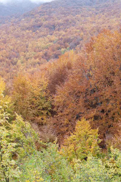 Sonbaharda orman sarı ve kahverengi yapraklarla