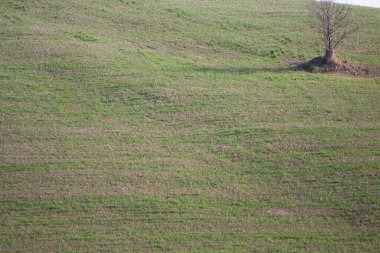 Kırsal hayat ayrıntıları