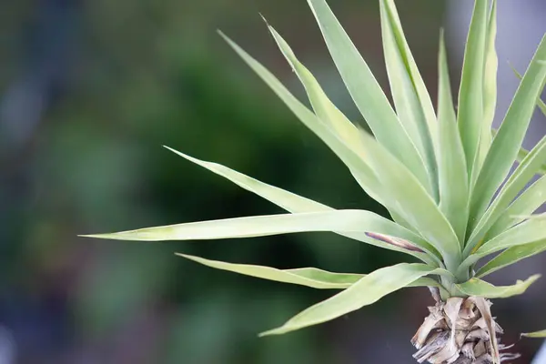 Odaklanmamış arka plan görüntüsü olan bir bitki.