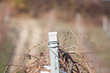 Abruzzo 'da kırsal hayat çekilmişti.