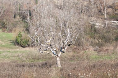 Abruzzo 'da kırsal hayat çekilmişti.