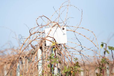 Abruzzo 'da kırsal hayat çekilmişti.