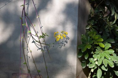 Abruzzo 'da kırsal hayat çekilmişti.