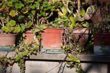 Abruzzo 'da kırsal hayat çekilmişti.