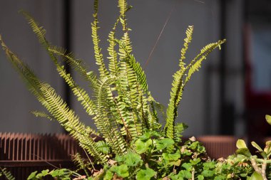 Abruzzo 'da kırsal hayat çekilmişti.