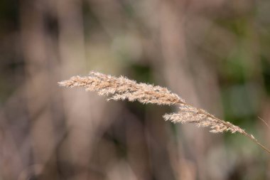 Abruzzo 'da kırsal hayat çekilmişti.