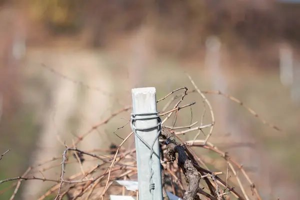 Abruzzo 'da kırsal hayat çekilmişti.