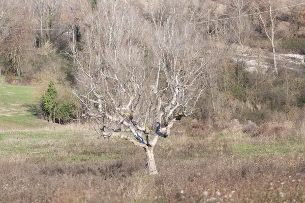 Abruzzo 'da kırsal hayat çekilmişti.