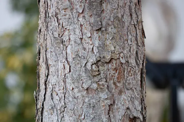 Abruzzo 'da kırsal hayat çekilmişti.