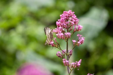 Yeşil arka planda pembe çiçekler