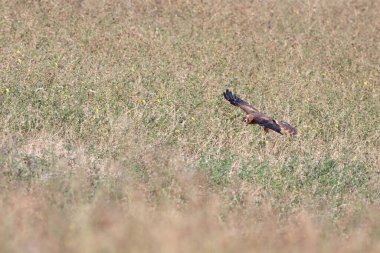 Kuş uçuyor yiyecek bir şeyler arıyor.