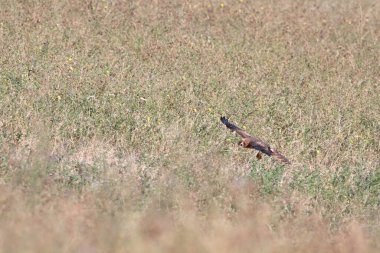 Kuş uçuyor yiyecek bir şeyler arıyor.