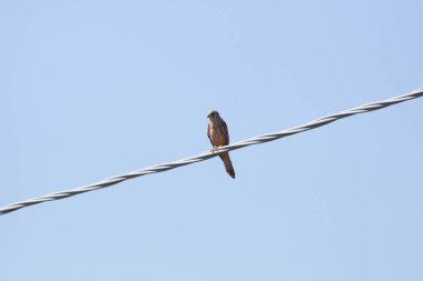 Gökyüzündeki kuş güneşli bir günde vuruldu
