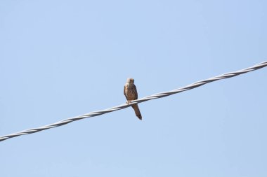 Gökyüzündeki kuş güneşli bir günde vuruldu